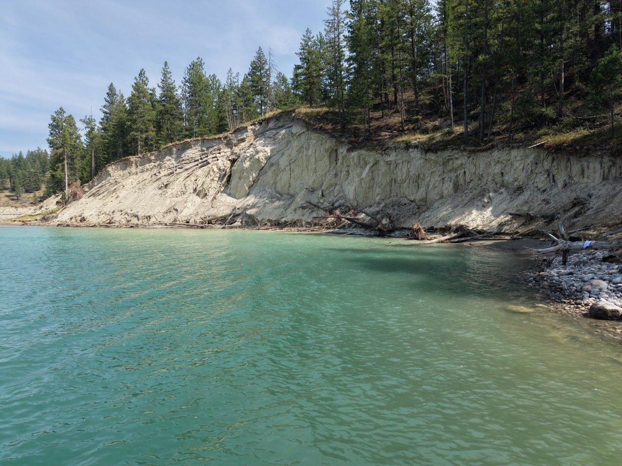 Turquoise water meets a pale cutbank lined with conifers on the Lake Koocanusa shoreline.