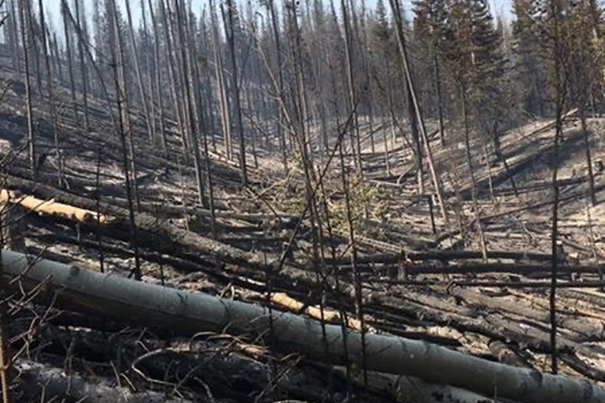 Burn scar and deadfall terrain in Northwest Montana