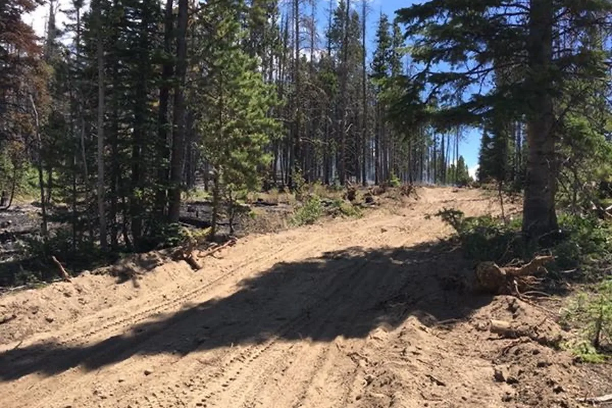 Forest trail road in Northwest Montana