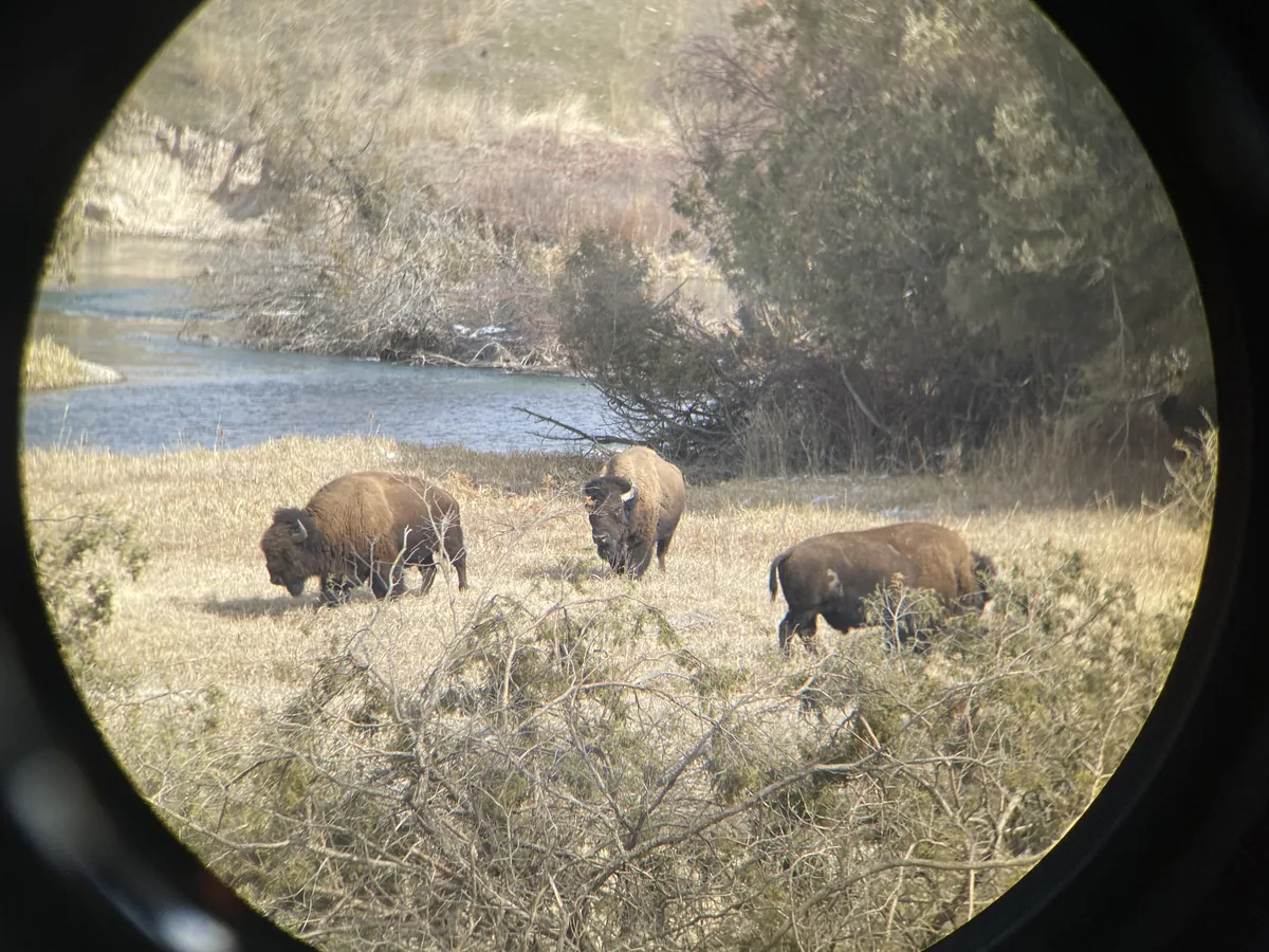 Bison viewed through a circular frame